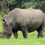 Meru National Park Kenya rhino sanctuary comeback story
