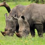 Mkomazi National Park rhino sanctuary Tanzania