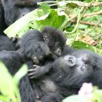 Mount Bisoke crater lake day hike Rwanda Volcanoes National Park