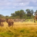 Mount Kenya National Park climbing Africa's second highest peak