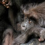 Ten-month-old mountain gorilla baby, Rwanda