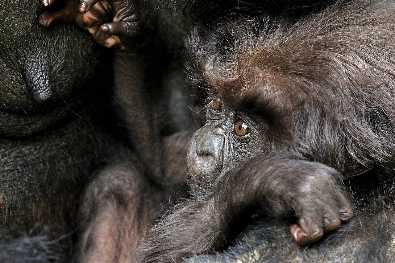 Ten-month-old mountain gorilla baby, Rwanda