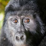 Mountain gorilla close-up at Bwindi Impenetrable Forest National Park, Uganda
