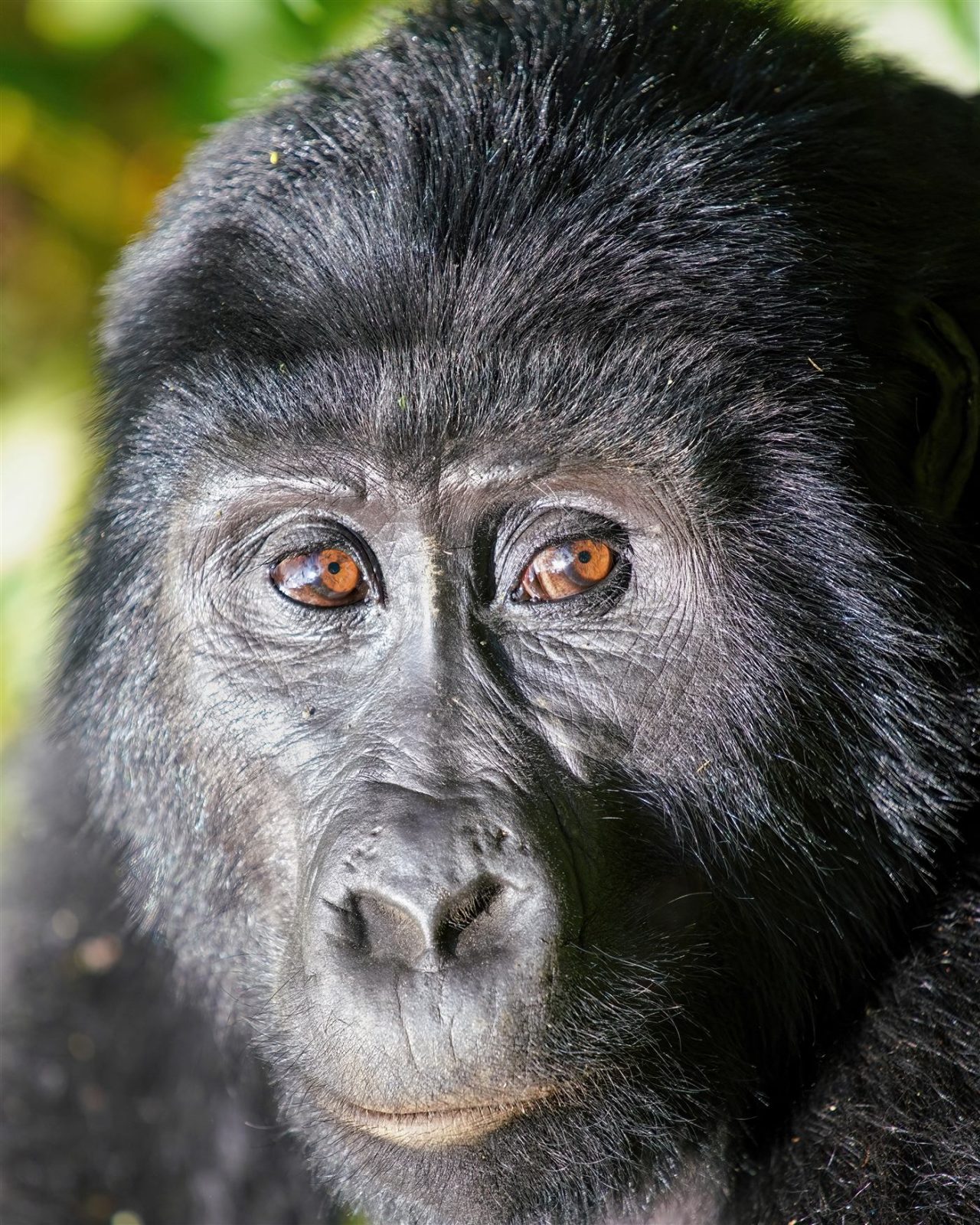 Mountain gorilla close-up at Bwindi Impenetrable Forest National Park, Uganda
