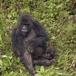 Mountain gorilla female with baby, Rwanda