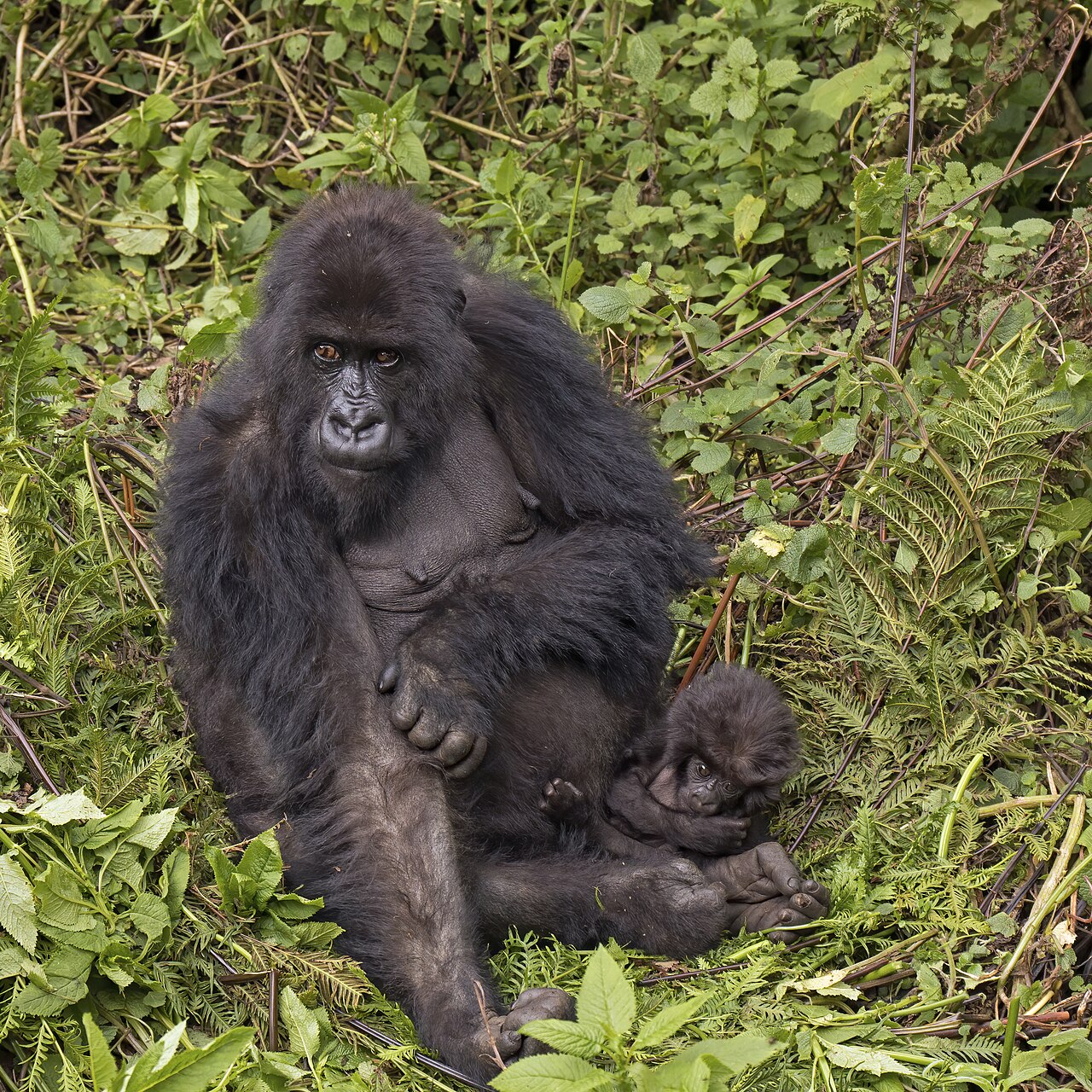 Mountain gorilla female with baby, Rwanda