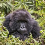 Mountain gorilla female, Volcanoes National Park, Rwanda