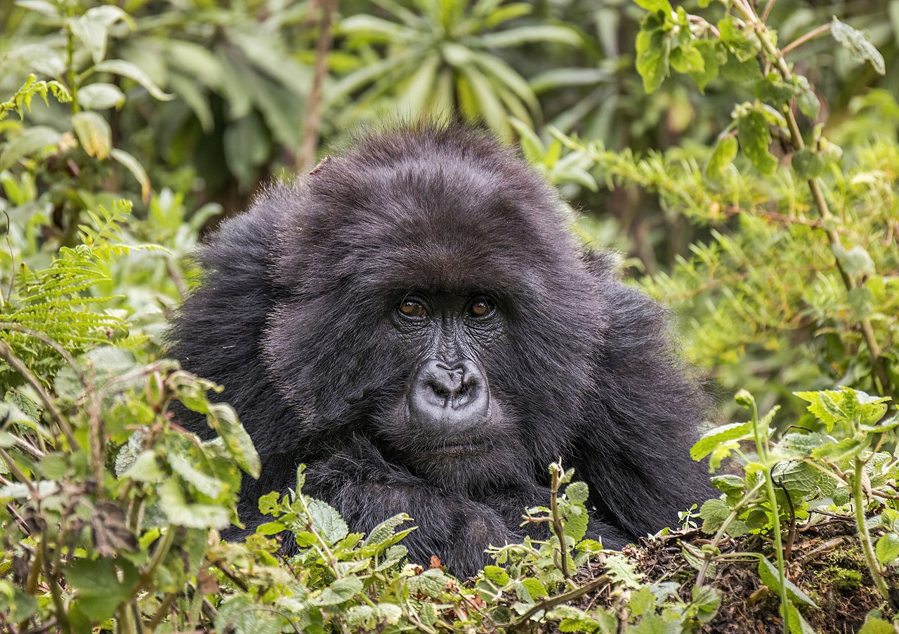 Mountain gorilla female, Volcanoes National Park, Rwanda