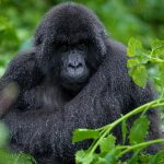Rwanda's National Parks: A Complete Overview