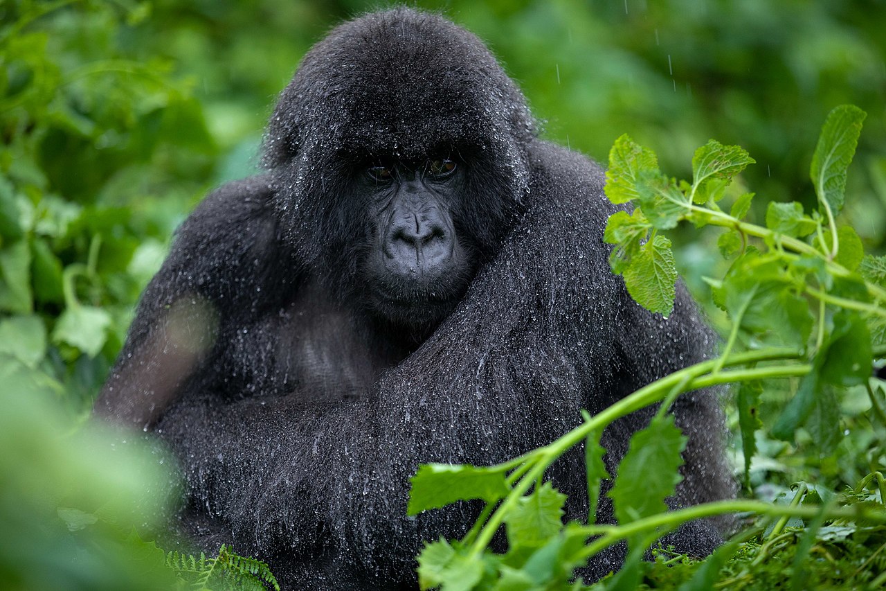Mountain gorilla from Susa Group in Volcanoes National Park, Rwanda