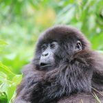 Mubare gorilla family Uganda's first habituated group in Bwindi