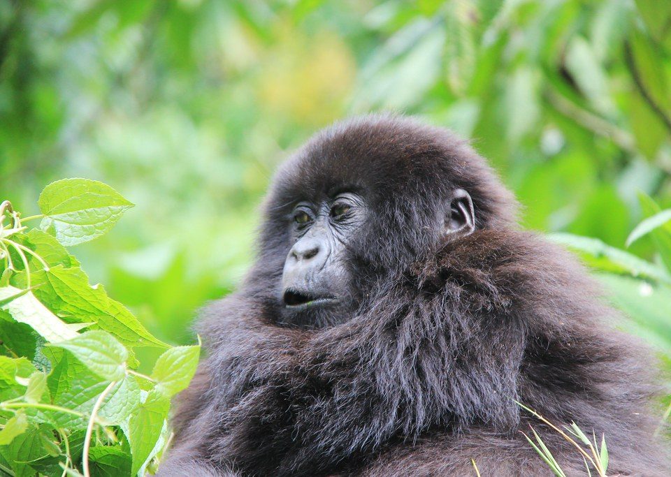 Mubare gorilla family Uganda's first habituated group in Bwindi