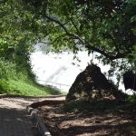Understanding Crowds at Uganda's Largest Park During Busy Safari Seasons and Holidays