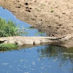Nile crocodiles where and when to see them East Africa