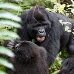 Nkuringo gorilla family on steep ridge terrain in southern Bwindi
