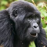 Nkuringo sector gorilla trekking trail near the Virunga volcanoes