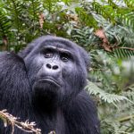 Nshongi gorilla family once the largest recorded group in Rushaga Bwindi