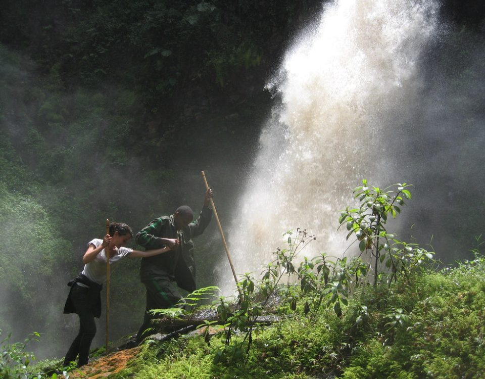 Nyungwe Forest National Park Africa's oldest rainforest Rwanda