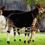 Two okapis, close relatives of the giraffe, native to DR Congo's Ituri Forest