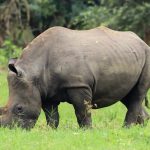 Ol Pejeta Conservancy northern white rhino sanctuary Kenya