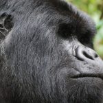 Oruzogo gorilla family playful juveniles in Ruhija sector Bwindi
