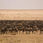 Ostriches where and when to see them East Africa
