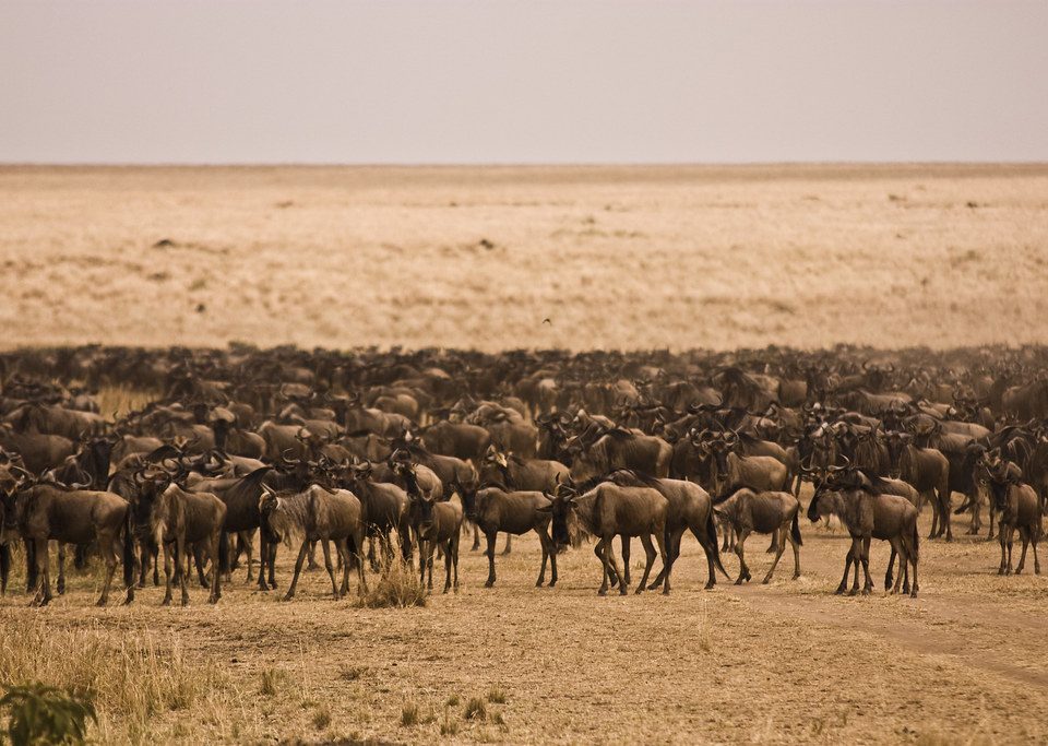 Ostriches where and when to see them East Africa