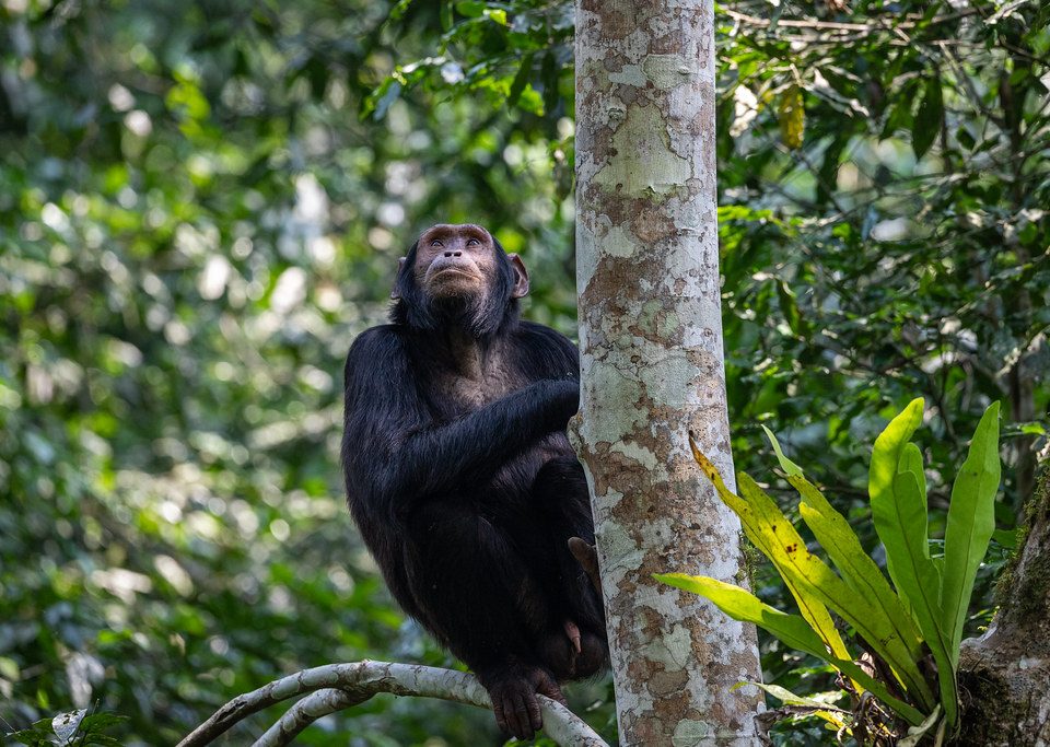 Red-tailed monkey in East Africa forest habitat