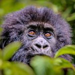 Researchers who habituate gorilla families in Uganda