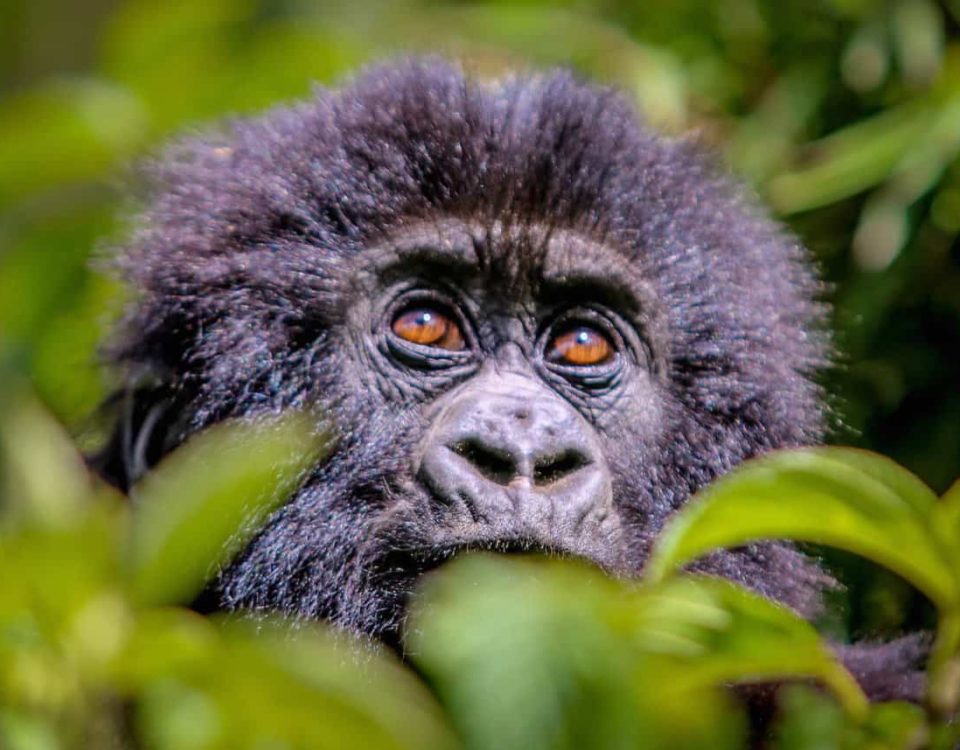 Researchers who habituate gorilla families in Uganda