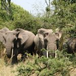 Ruaha National Park elephant herds Tanzania