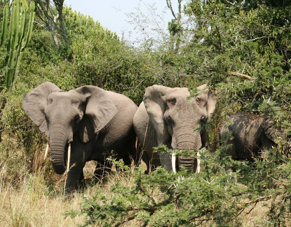 Ruaha National Park elephant herds Tanzania