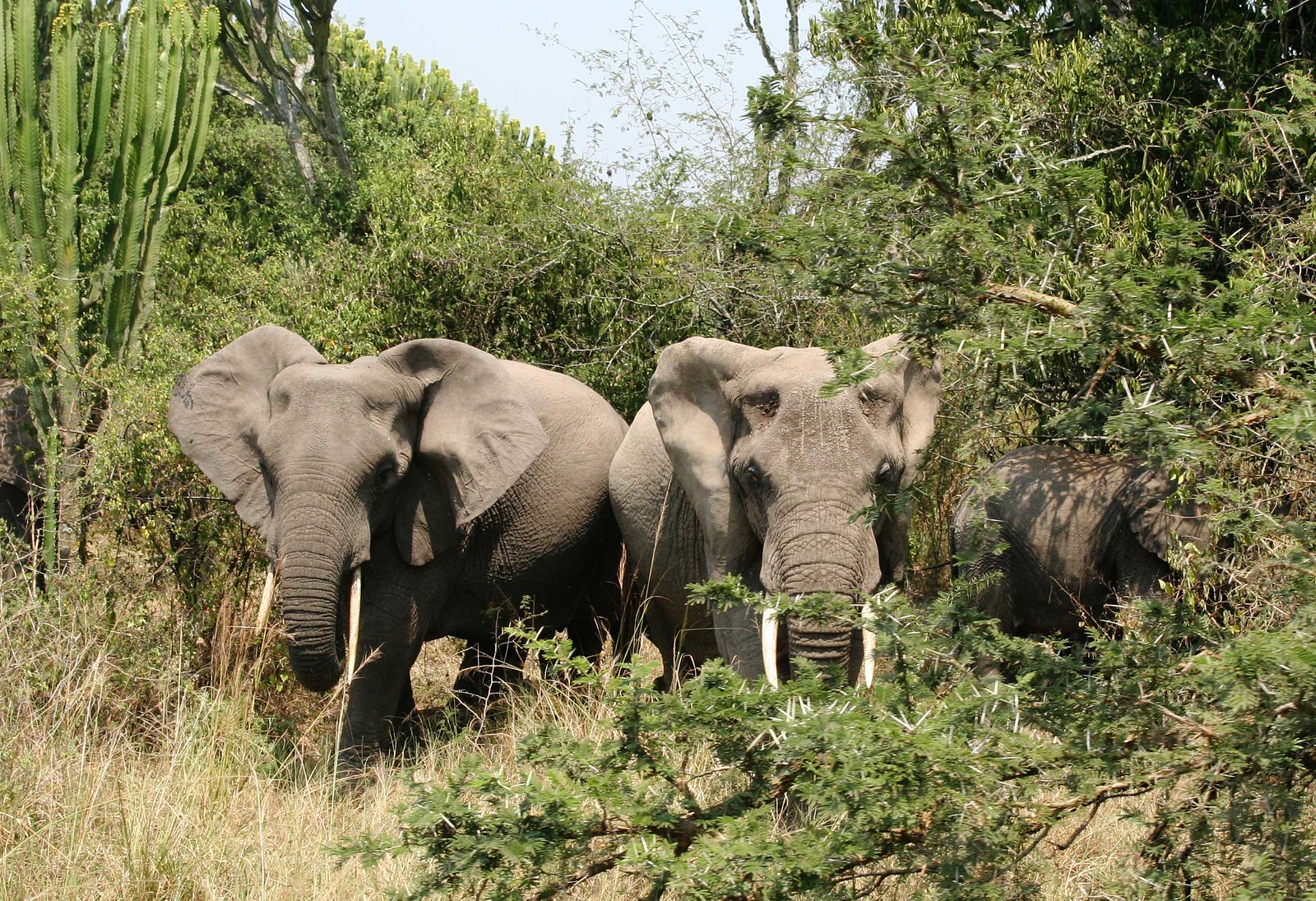 Ruaha National Park elephant herds Tanzania