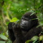Ruhija sector gorilla trekking trail in Bwindi Impenetrable Forest