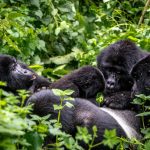 Ruhija versus Nkuringo gorilla trekking sectors compared