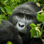 Rushegura gorilla family near Buhoma lodges Bwindi