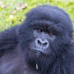 Sabyinyo gorilla family silverback in Volcanoes National Park Rwanda