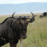 Secretary birds where and when to see them East Africa