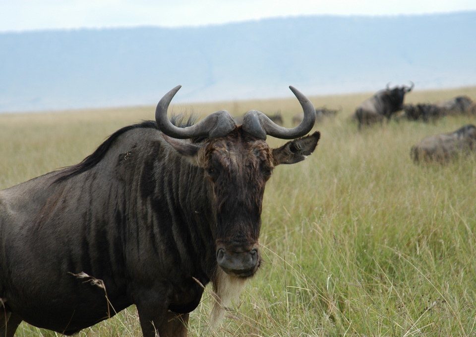 Secretary birds where and when to see them East Africa