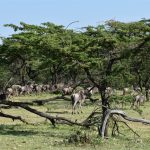 Wildebeest on the Great Migration in the northern Serengeti, Tanzania