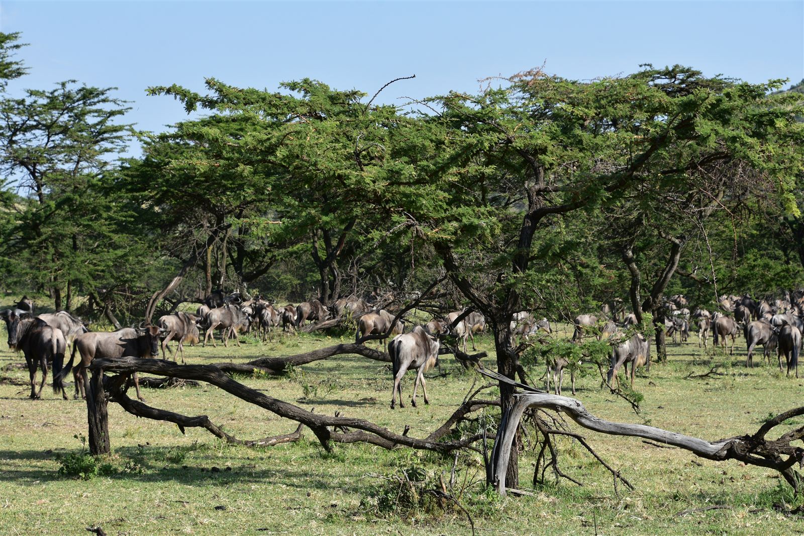 Wildebeest on the Great Migration in the northern Serengeti, Tanzania