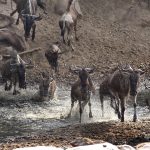 Wildebeest migration crossing the Serengeti plains, Tanzania