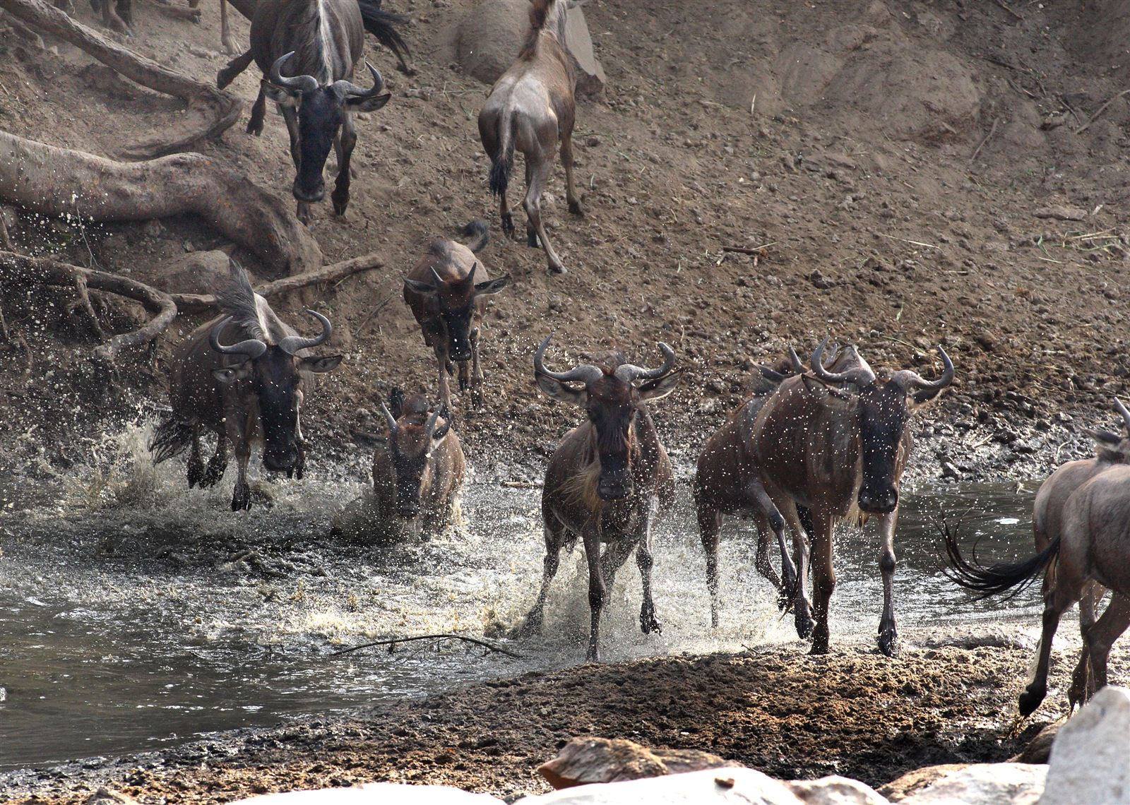 Wildebeest migration crossing the Serengeti plains, Tanzania