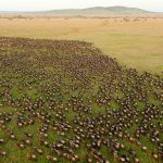 Wildebeest migration in Serengeti National Park, Tanzania
