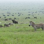 Zebra herds during the Serengeti wildebeest migration, Tanzania
