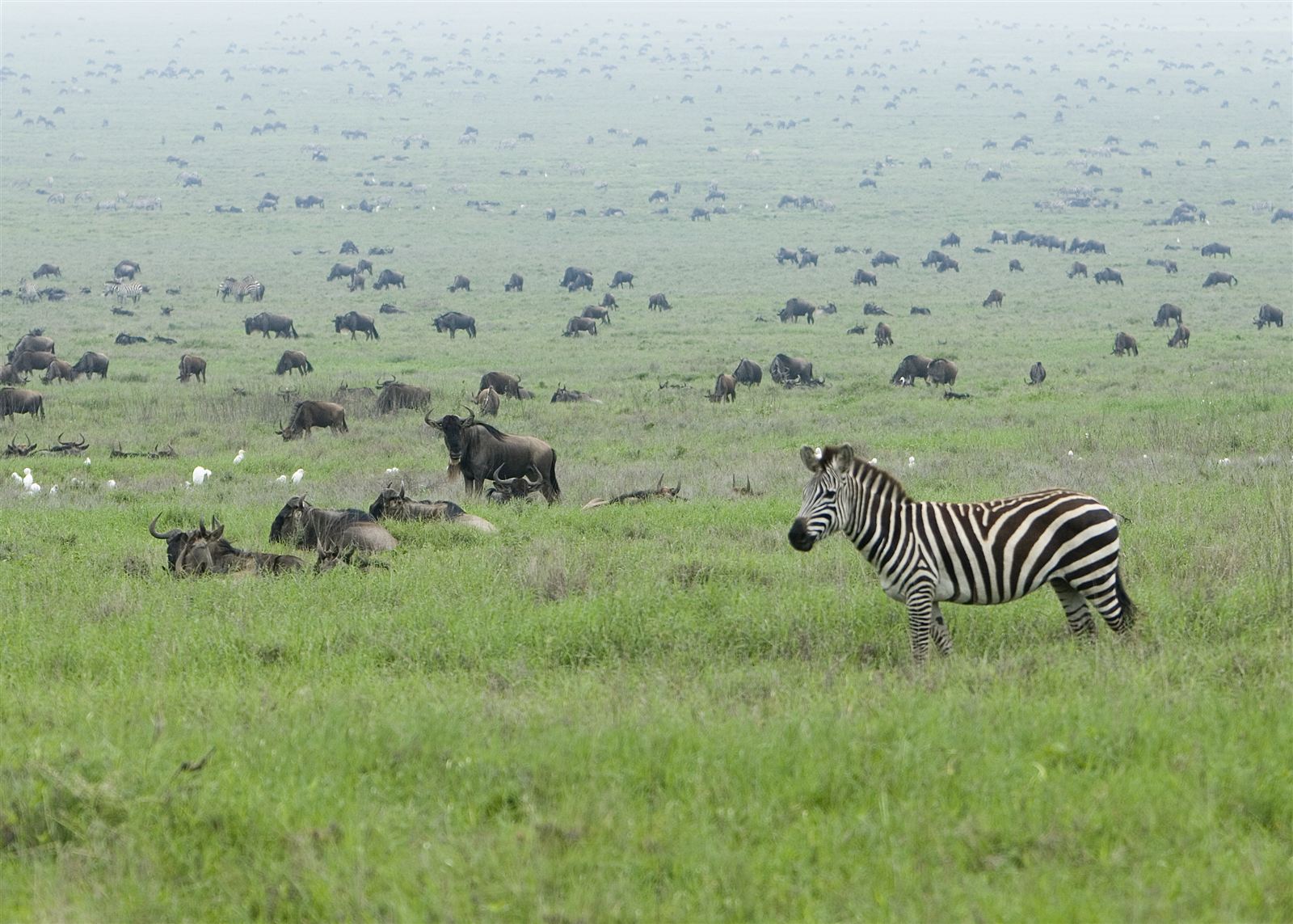 Zebra herds during the Serengeti wildebeest migration, Tanzania