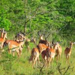 Shimba Hills National Reserve sable antelope Kenya coastal forest