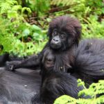 Susa gorilla family in Volcanoes National Park Rwanda