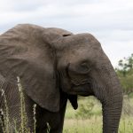 Tarangire National Park baobabs and elephants Tanzania