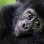 Titus gorilla family silverback legacy in Volcanoes National Park Rwanda